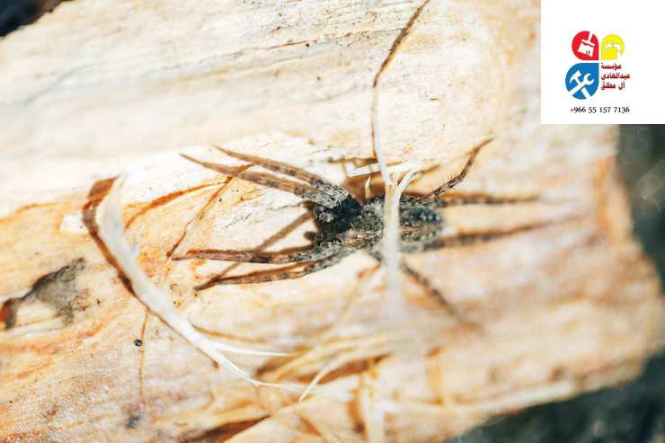 شركة رش مبيدات ومكافحة الحشرات بحي الندي